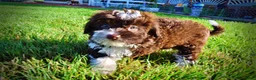 Havapoo dogs for sale: Dexter - Ad 12