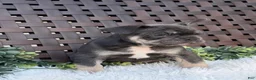 Mixed Breed dogs for sale: Mixed Breed 1 - Ad 6