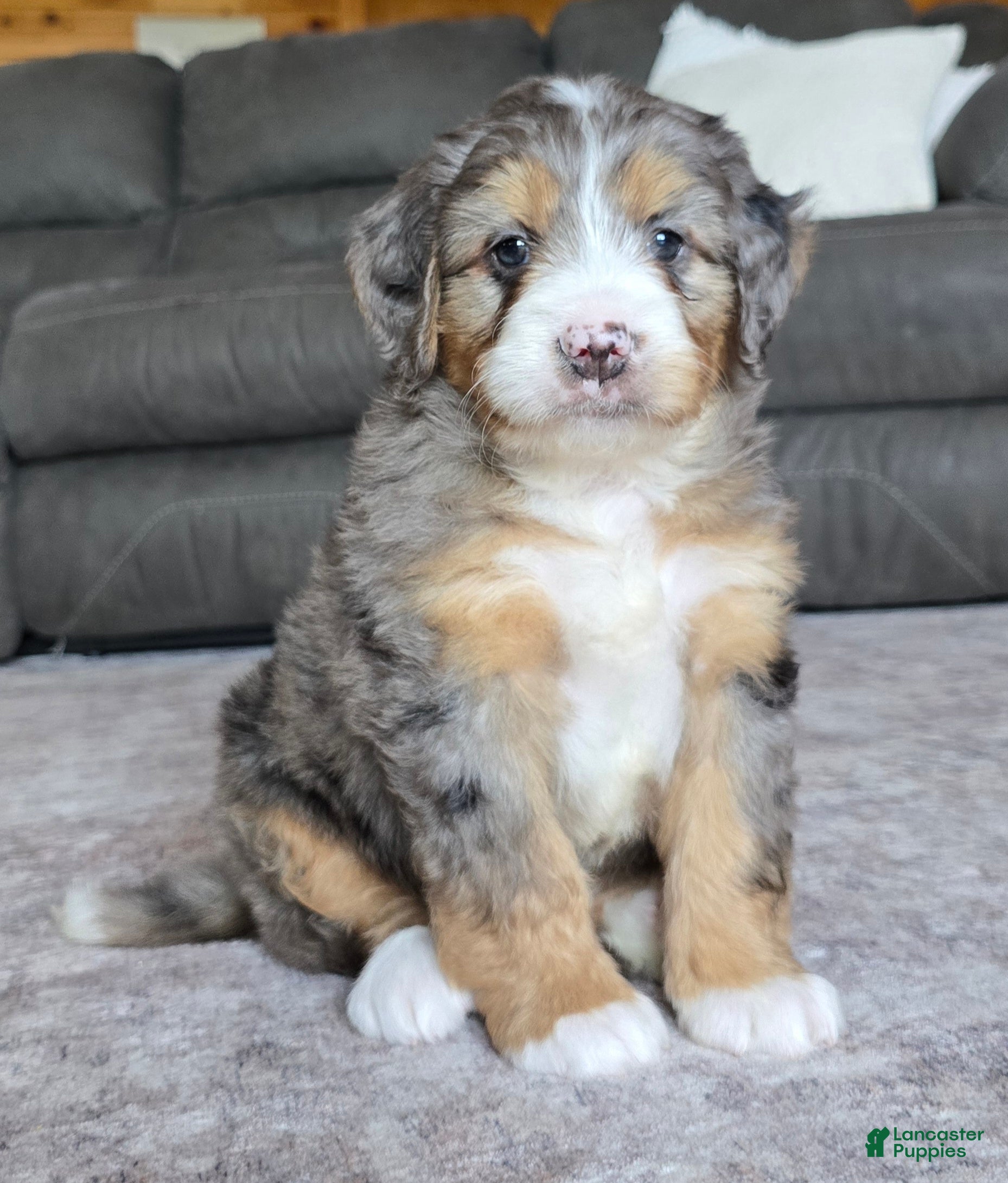 Mini Bernedoodle dogs Mini Charlie - Ad 2