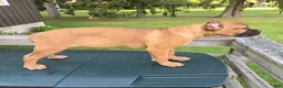 Cane Corso dogs for sale: Sonya - Ad 6