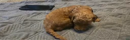 Mini Goldendoodle dogs for sale: buddy - Ad 6