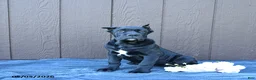 Cane Corso dogs for sale: Bandit - Ad 5