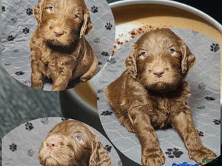 Goldendoodle dogs Cappuccino - Ad 24