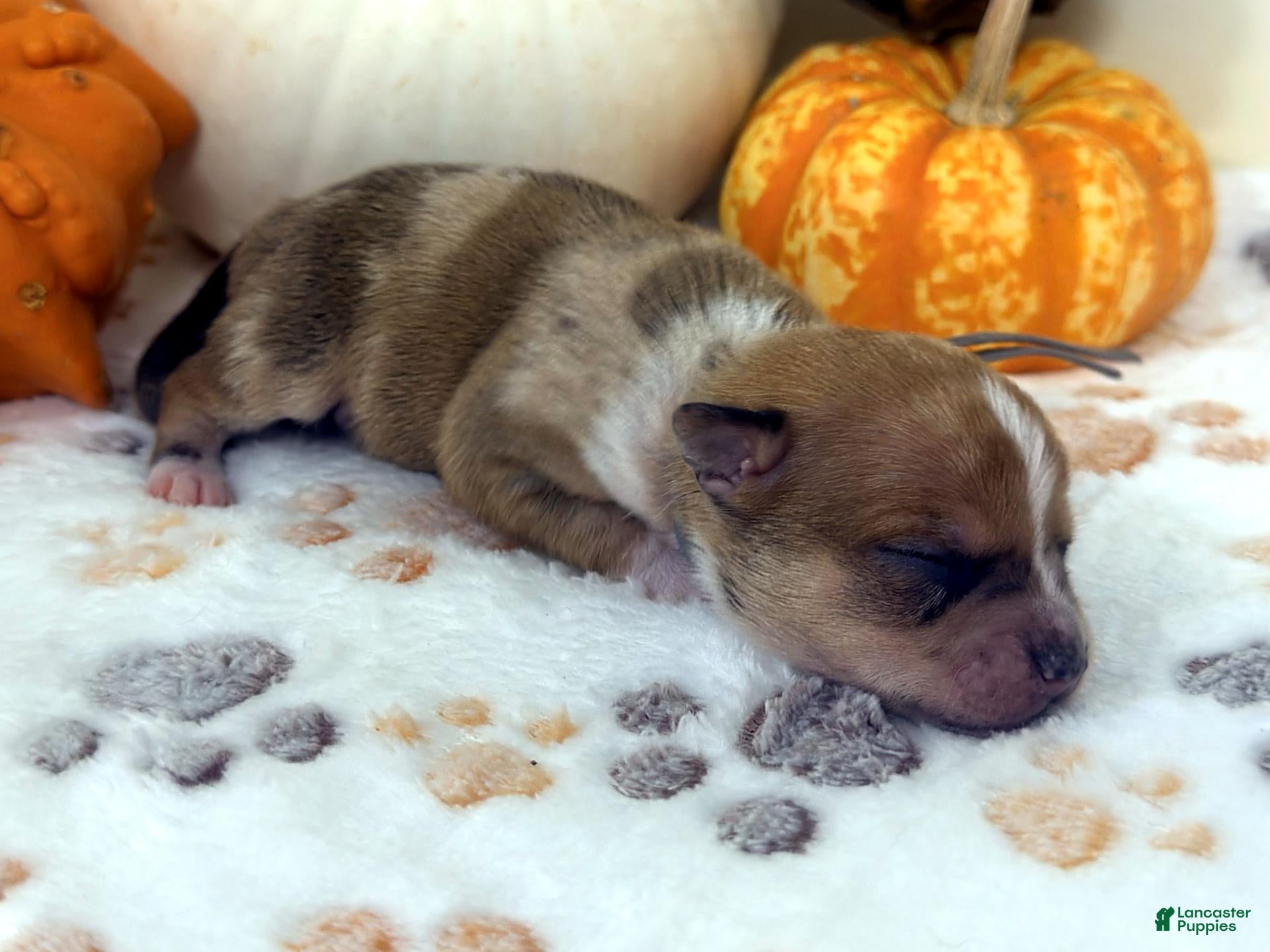 Chihuahua dogs for sale: Gray - Ad 1