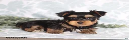 Yorkshire Terrier dogs for sale: Max - Ad 3