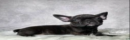 Frenchton dogs for sale: Miss Luna - Ad 9
