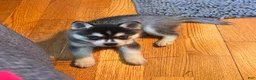 Alaskan Klee Kai dogs for sale: Adam - Ad 4