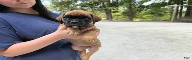 Lizzie AKC Euro