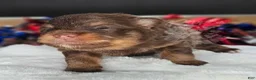 Pomeranian dogs for sale: Pepper's ABC - "Doremi" - Ad 37