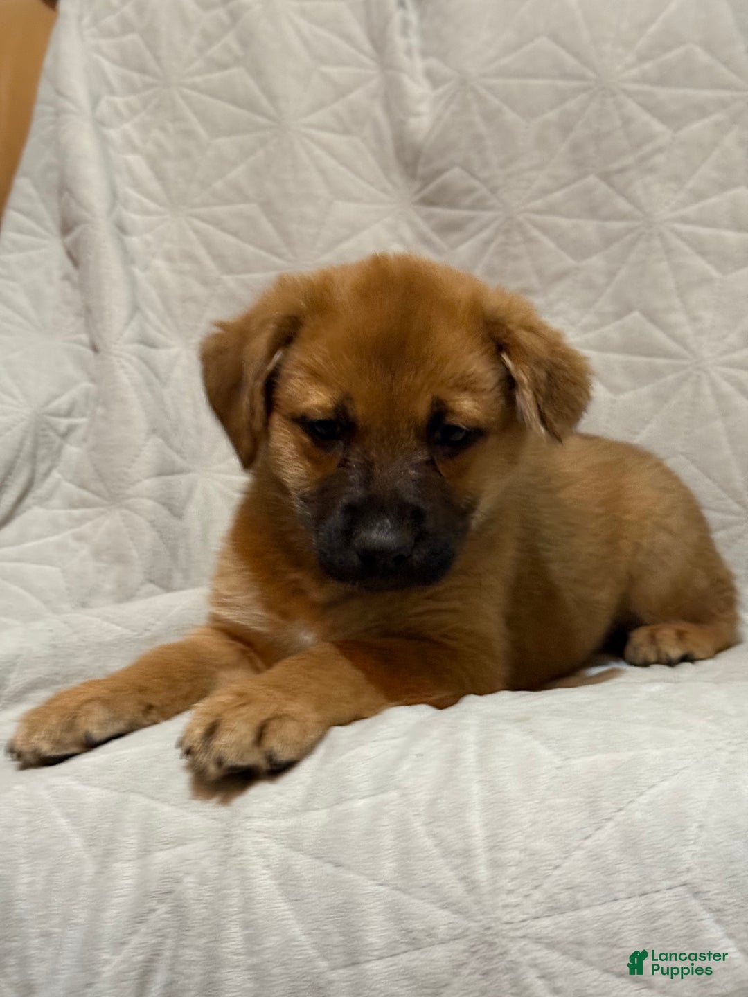 Mixed Breed dogs for sale: Mixed Breed Puppy 8 - Ad 1