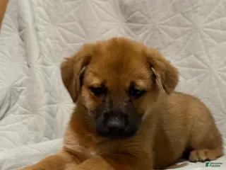 Mixed Breed dogs Mixed Breed Puppy 8 - Ad 9