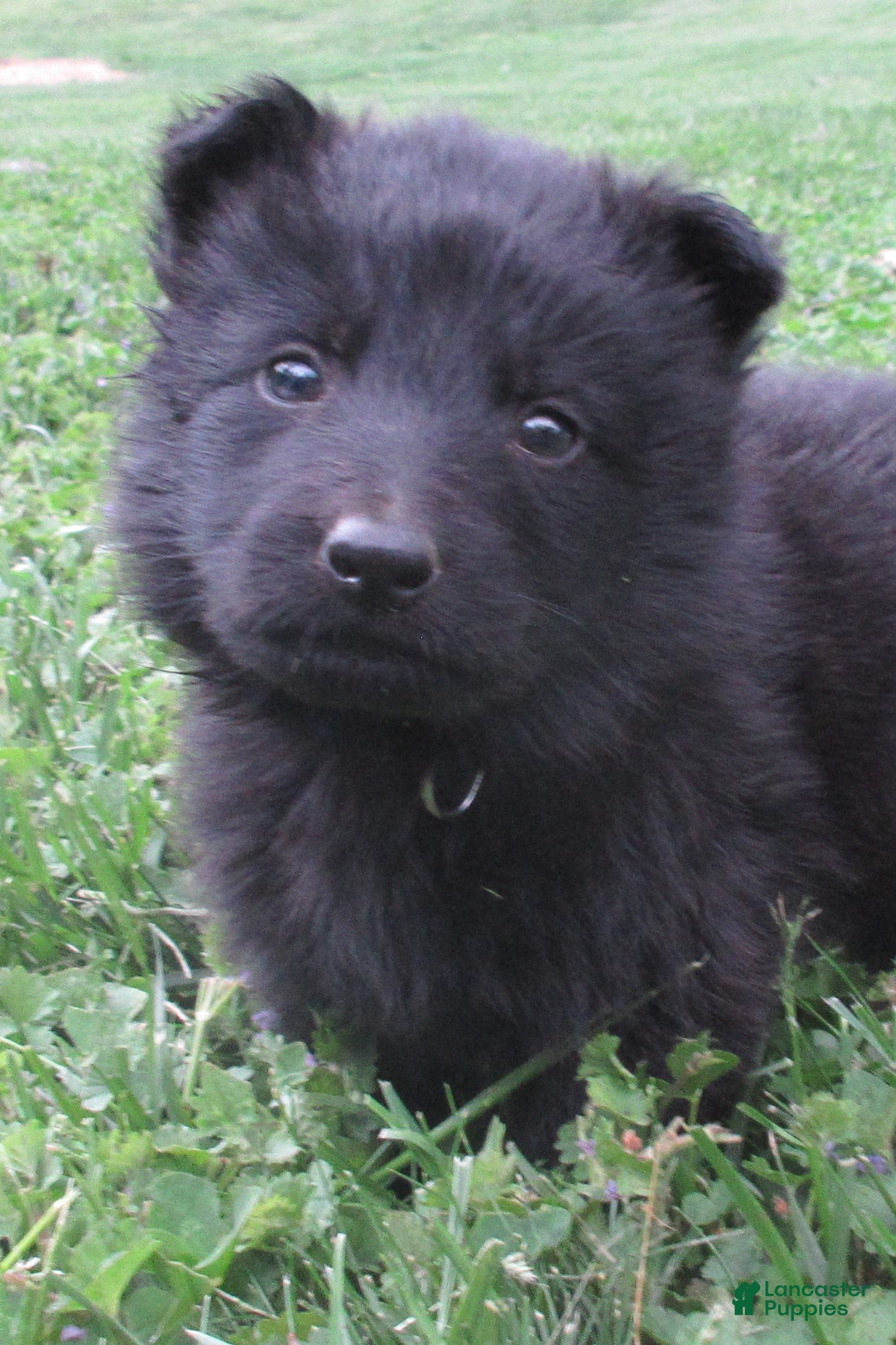 German Shepherd dogs Volvo - Ad 2