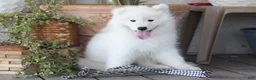 Samoyed dogs for sale: Aspen - Ad 1