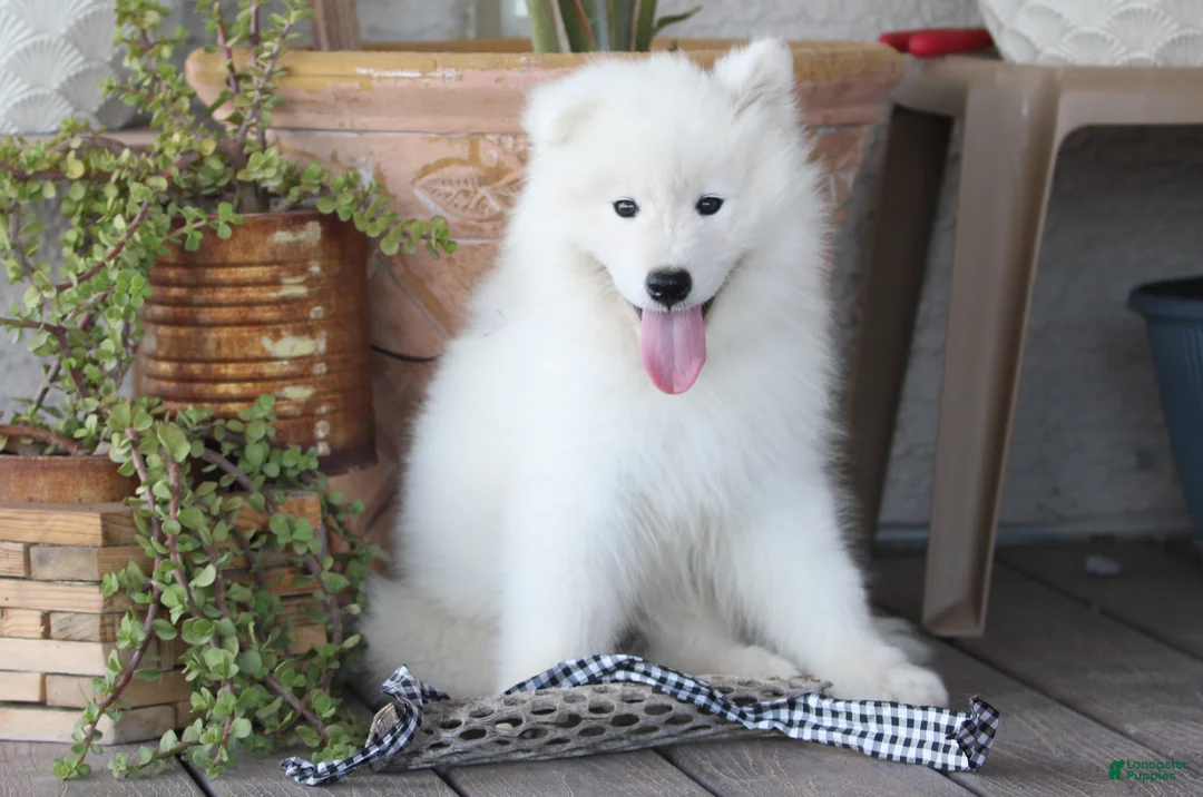 Samoyed dogs for sale: Aspen - Ad 1