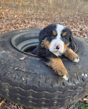 Bernese Mountain Dog dogs Cooper - Ad 8