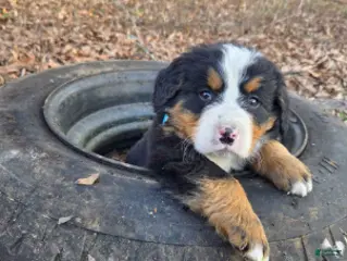 Bernese Mountain Dog dogs Cooper - Ad 8