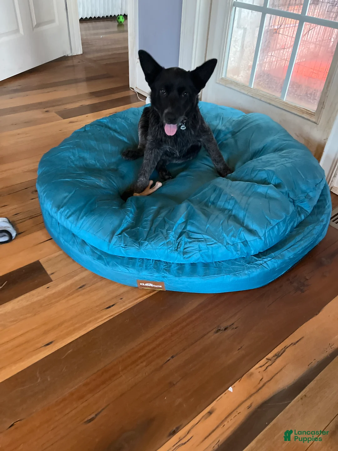 Australian Cattle Dog dogs for sale: Australian Cattle Dog Puppy 1 - Ad 1