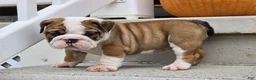 English Bulldog dogs for sale: Monroe - Ad 5