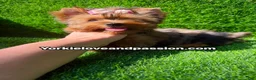 Yorkshire Terrier dogs for sale: Yorkshire Terrier 1 - Ad 7