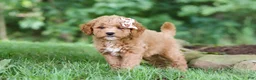 Mini Goldendoodle dogs for sale: Acadia - Ad 1