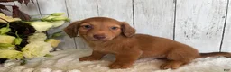 Miniature Dachshund dogs for sale: Lynn - Ad 10