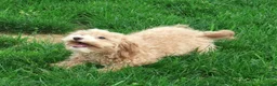 Havapoo dogs for sale: Tommy - Ad 3