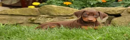 Doberman Pinscher dogs for sale: DIXIE - Ad 5