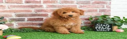 Mini Goldendoodle dogs for sale: Dora - Ad 9