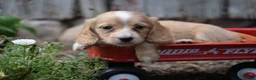 Miniature Dachshund dogs for sale: Byron - Ad 10