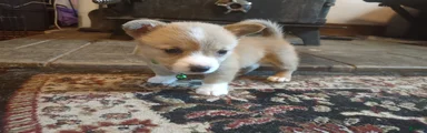 Green collar 
