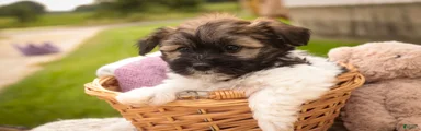 Birdie Havanese 