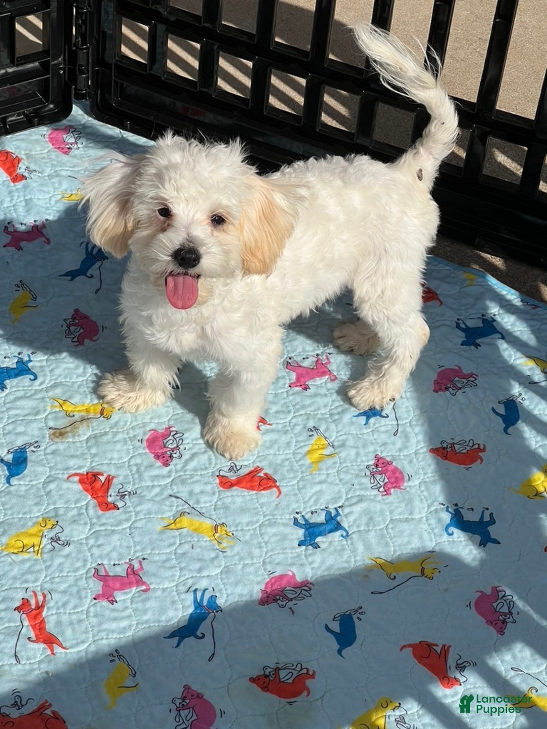 Maltipoo dogs for sale: Snowman - Ad 2