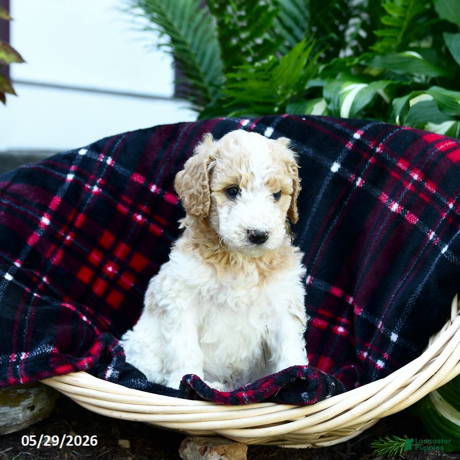Goldendoodle dogs Breeze - Ad 2