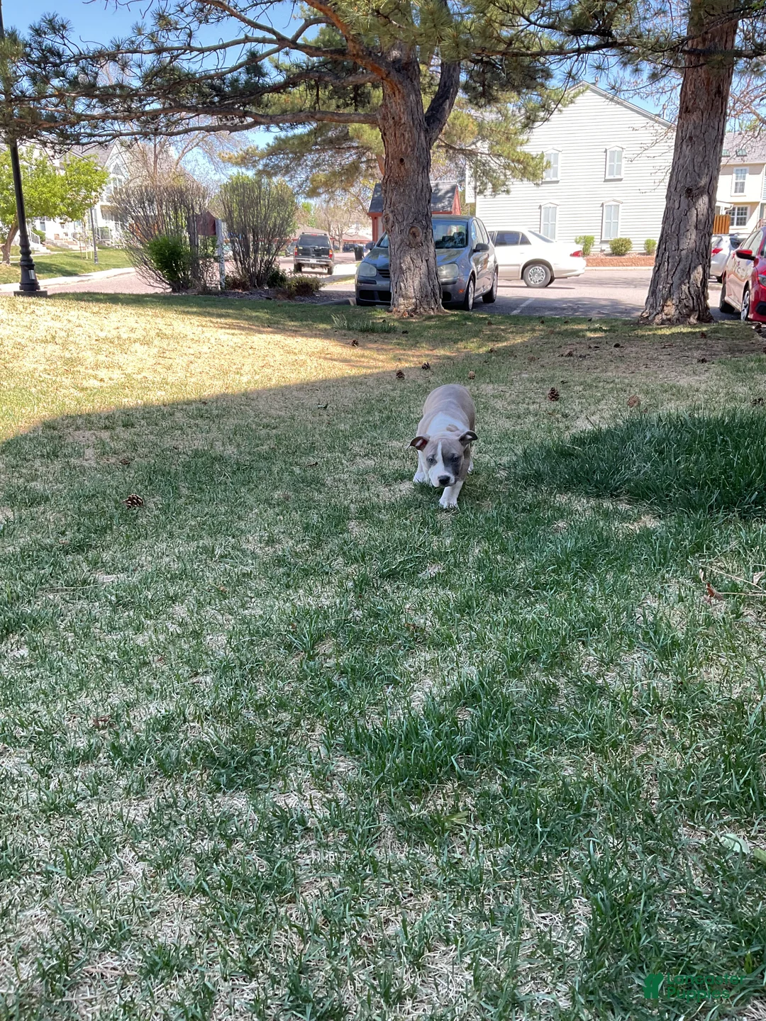 Mixed Breed dogs for sale: Staffshire terrier, American bully #1 - Ad 5
