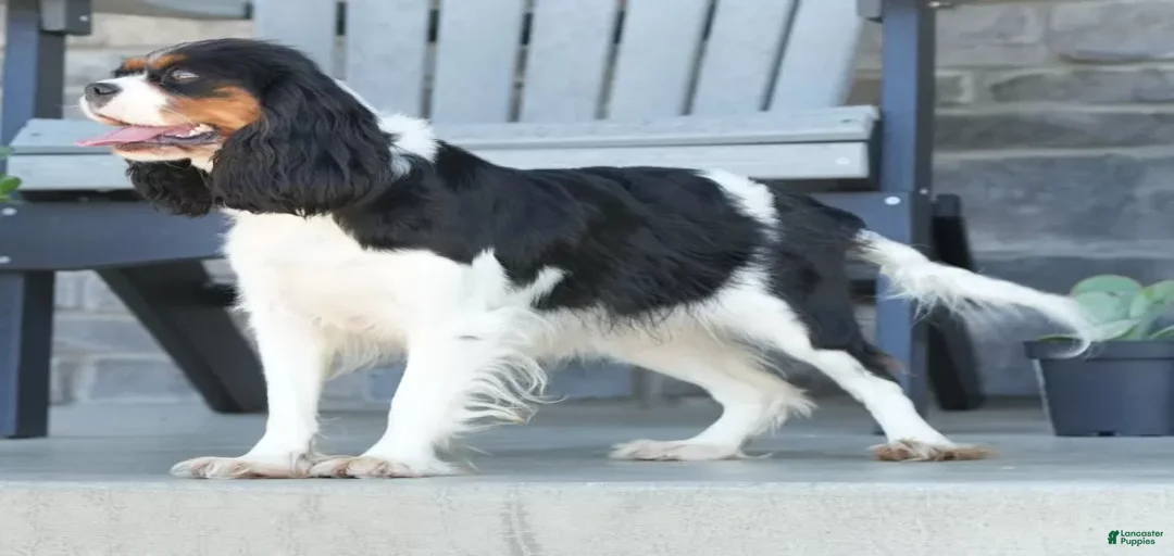 Gallery Image {{count}}