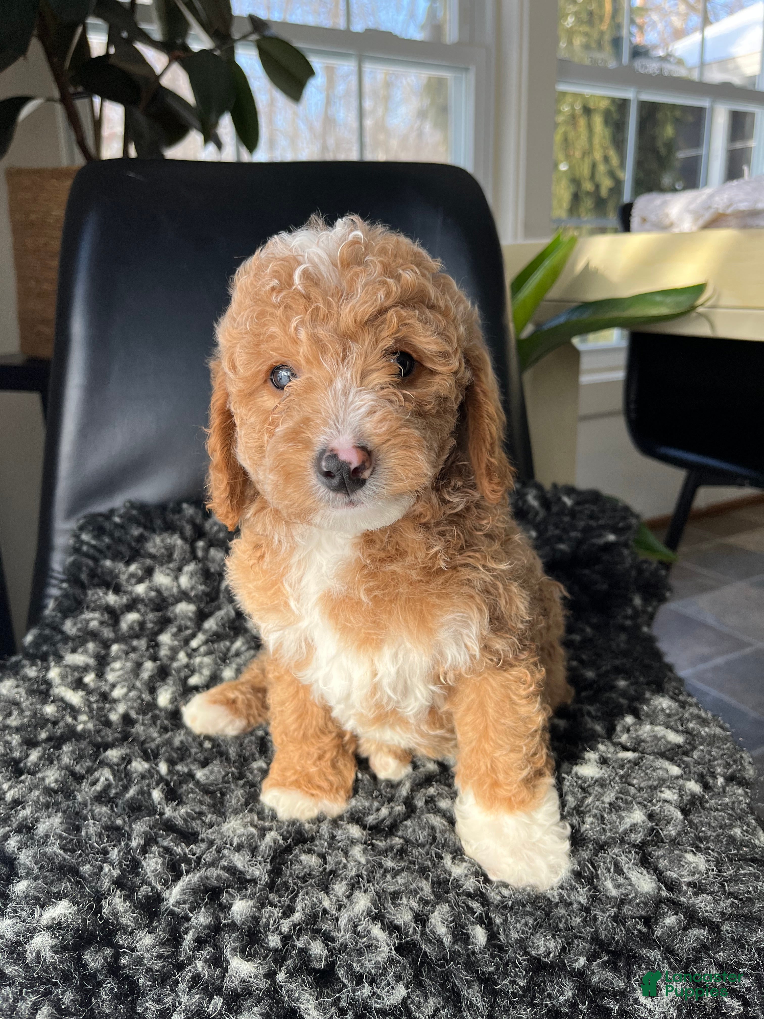 Mini Goldendoodle dogs Ophelia - Ad 35