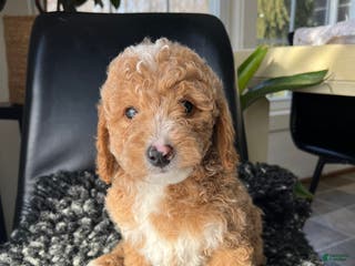 Mini Goldendoodle dogs Ophelia - Ad 38