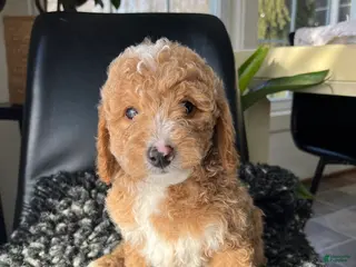 Mini Goldendoodle dogs Ophelia - Ad 36