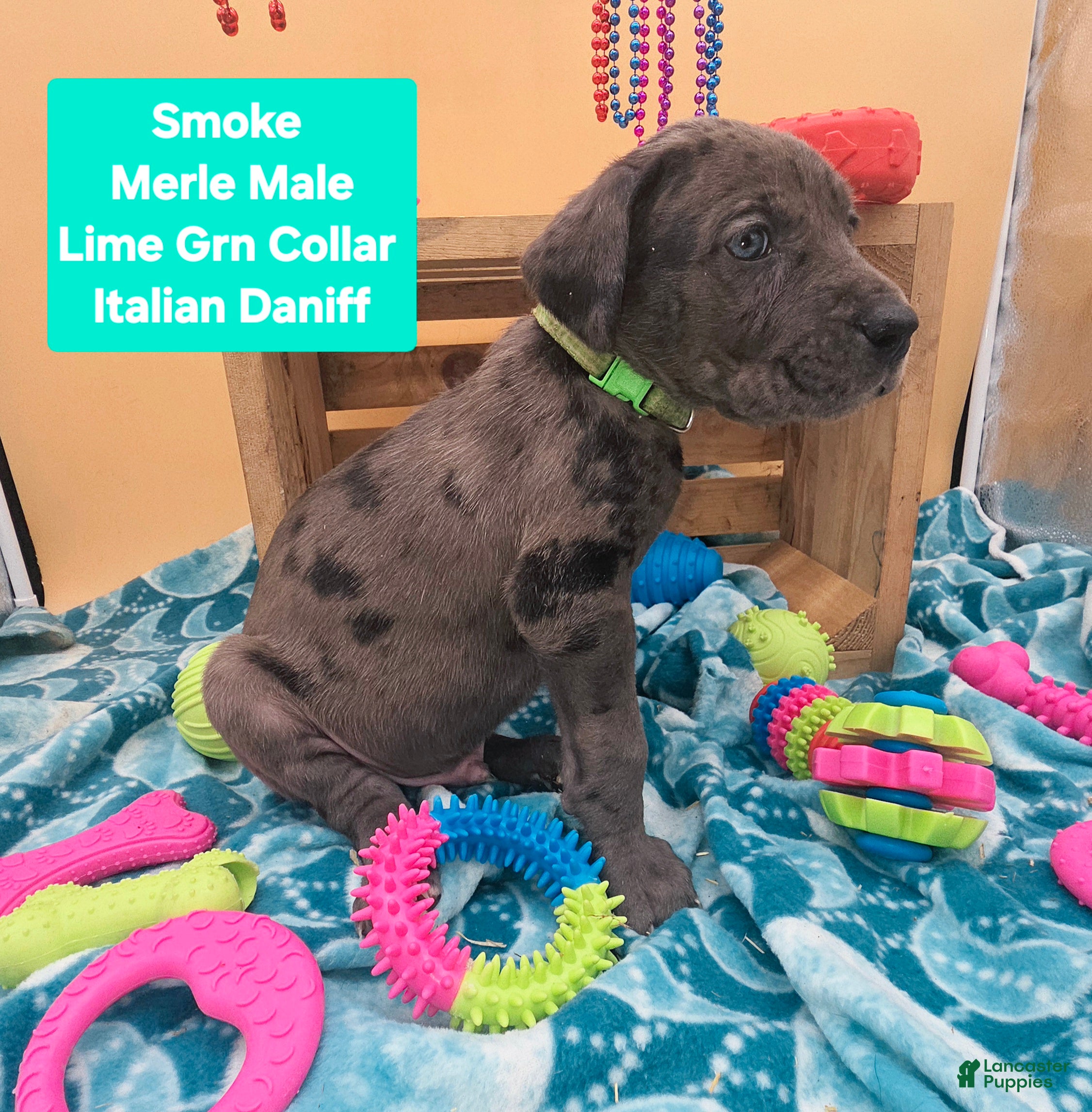Daniff dogs Smoke - Ad 2