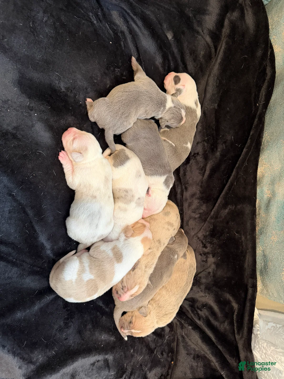 American Bully dogs for sale: American Bully Puppy 9 - Ad 1