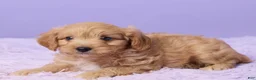 Cavapoo dogs for sale: Asher - Ad 5