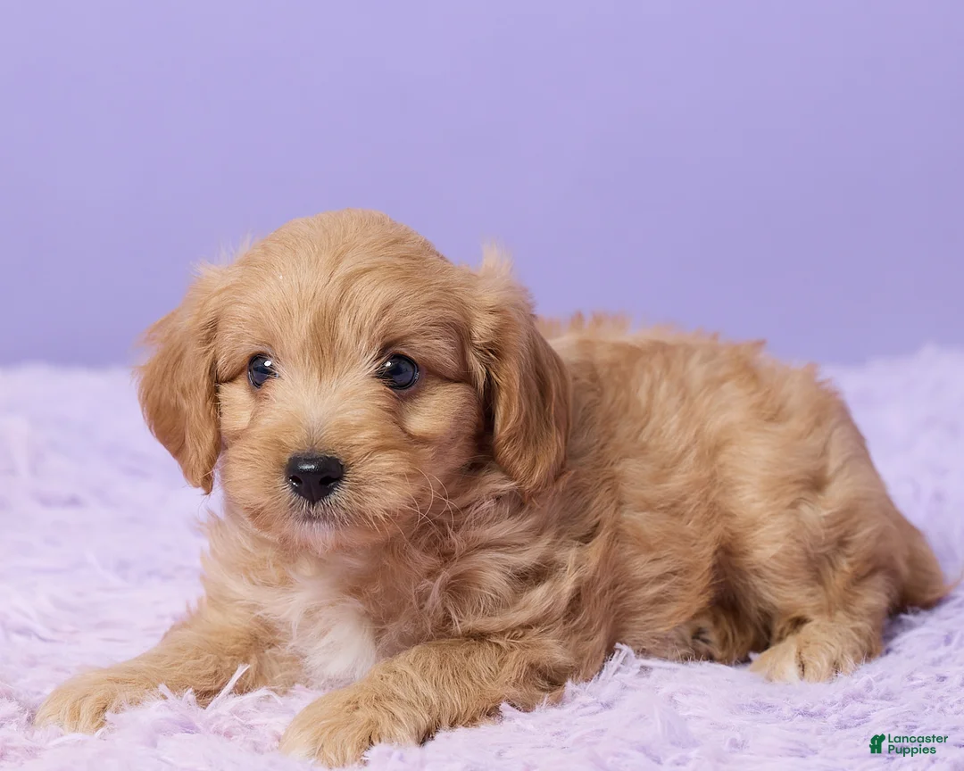 Cavapoo dogs for sale: Asher - Ad 5