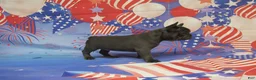French Bulldog dogs for sale: AKC Blueberry - Ad 2