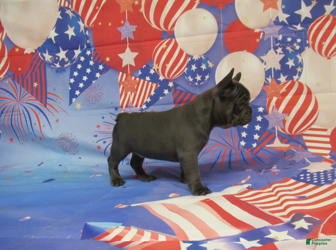French Bulldog dogs for sale: AKC Blueberry - Ad 2