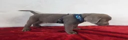 Labrador Retriever dogs for sale: Reagan - Ad 6