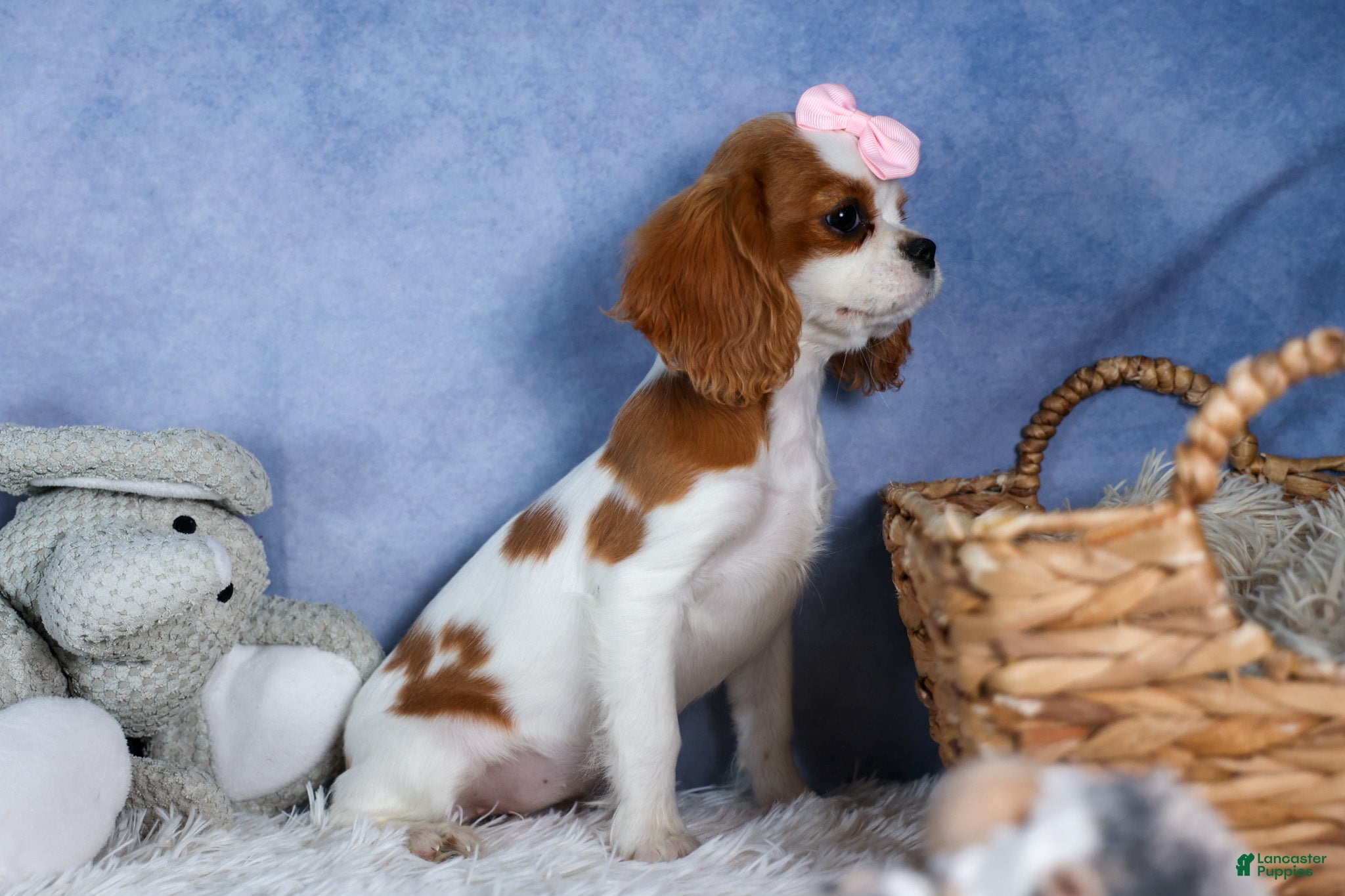 Cavalier King Charles Spaniel dogs Patsy - Ad 1