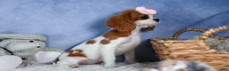 Cavalier King Charles Spaniel dogs for sale: Patsy - Ad 1