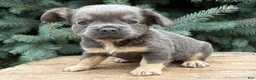 French Bulldog dogs for sale: Diesel Fluffy - Ad 2