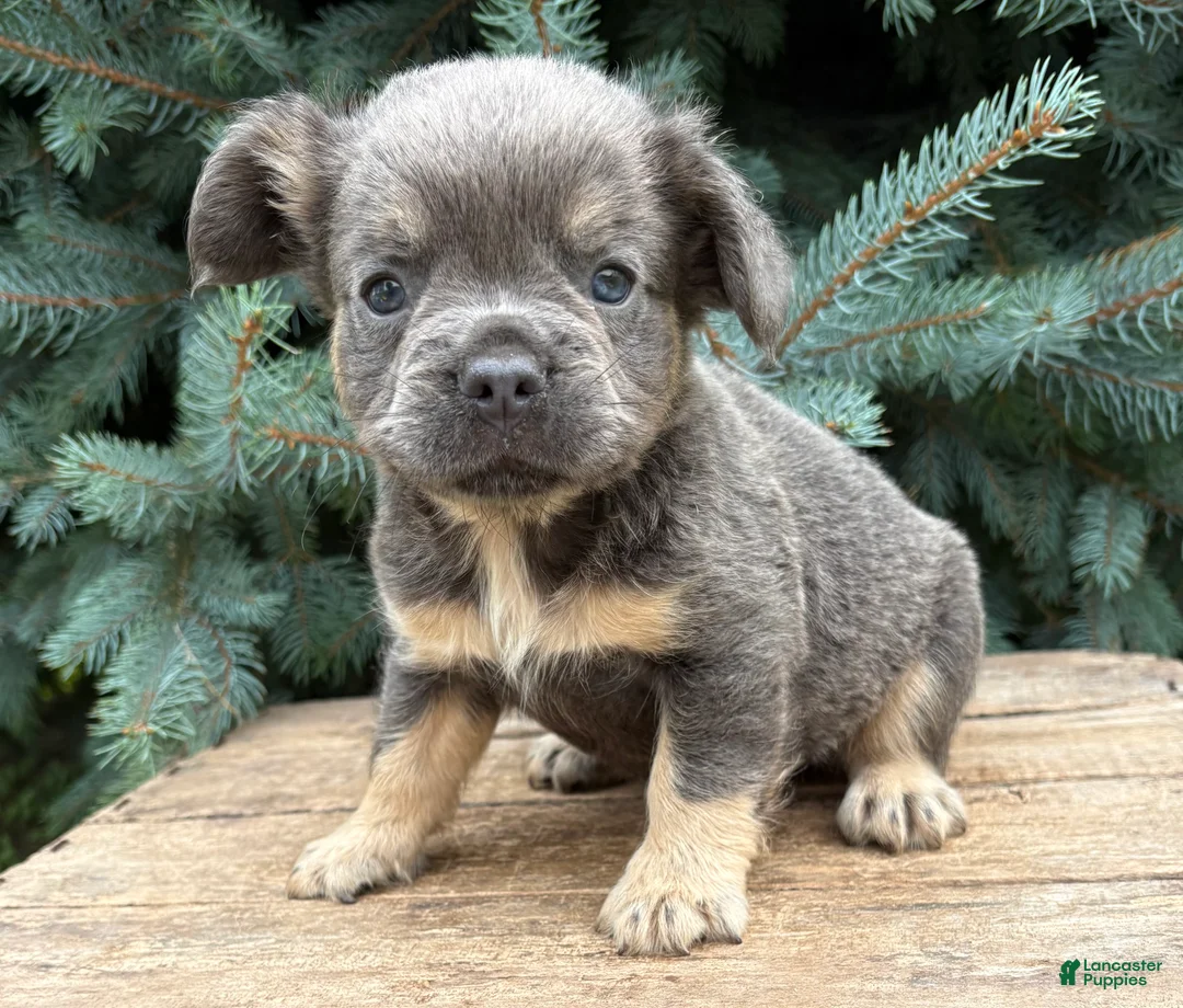French Bulldog dogs for sale: Diesel Fluffy - Ad 2