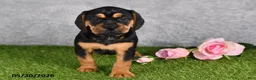 Beabull dogs for sale: Trixie - Ad 2